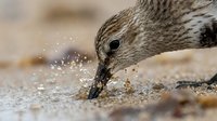 Small shorebird feeding on sandy beach with water droplets splashing around beak during foraging behavior in natural coastal habitat.