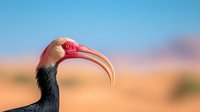 Close-up portrait of red-headed bald ibis bird with distinctive curved beak against blurred natural desert background showing vibrant head coloring and feather detail.