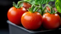 Fresh ripe cherry tomatoes with water drops and green leaves on dark background, macro food photography for restaurant menu and cooking blogs.
