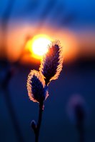 Silhouette of pussy willow buds backlit by dramatic orange sunset, creating ethereal glow against deep blue twilight sky. Macro nature photography captures spring awakening.