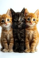 Three adorable kittens sitting together - two ginger and one black - on white background, looking directly at camera with bright eyes and alert expressions.
