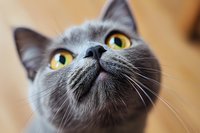 Close up portrait of gray cat with bright yellow eyes looking up with curiosity against blurred background. Macro shot showing detailed fur and whiskers.