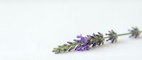Lavender flower stem with purple blooms and green foliage on white background, suitable for wellness, aromatherapy, and botanical design projects.