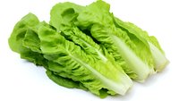 Fresh romaine lettuce hearts with crisp green leaves and white ribs isolated on white background, ready for salad preparation and food photography.