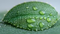 Fresh green leaf with morning dew drops in macro photography showing nature details, water droplets and plant texture in soft focus background.