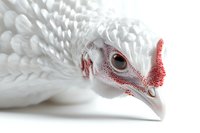 Close-up portrait of white peacock head with red facial features and distinctive eye against light background, showcasing intricate feather details and unique avian beauty.