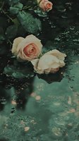 Delicate peach roses with water drops on dark emerald background, moody garden atmosphere with rain-kissed petals and leaves creating romantic reflection.
