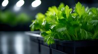 Fresh parsley leaves growing in black containers under artificial lighting, macro view with selective focus and bokeh effect creates modern culinary atmosphere.