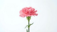 Pink carnation flower with green stem isolated on white background for greeting cards, wedding decorations and floral design projects.