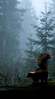Striped skunk in misty forest setting with evergreen trees and atmospheric fog creating moody wildlife scene for nature photography and outdoor adventure content.