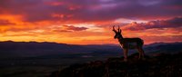 Majestic deer silhouette against vibrant sunset sky with orange and purple clouds over mountain landscape. Wildlife nature scene for outdoor adventure content.
