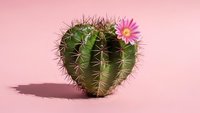 Heart-shaped cactus with pink flower blooming on pastel background for Valentine's Day romantic decor and love-themed botanical designs.