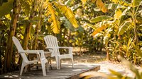 Tropical outdoor relaxation area with white plastic chairs on wooden deck surrounded by lush banana plants and golden foliage creating peaceful garden retreat.
