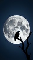 Eagle silhouetted on bare branch against full moon in night sky. Dramatic wildlife composition for astronomy, nature, and nocturnal themes.