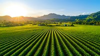 Aerial view of lush green agricultural field with neat crop rows stretching toward mountains at golden hour sunrise creating stunning farming landscape.