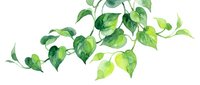 Watercolor illustration of cascading green leaves on white background, isolated botanical element suitable for design projects, wallpapers, and decorative applications.