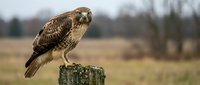 Short-eared owl perched on wooden post in open grassland habitat, displaying alert posture with distinctive facial disc and mottled brown plumage.
