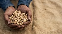 Farmer holding handful of roasted pistachios in cupped hands over burlap sack, showcasing harvest and agricultural produce for food industry use.