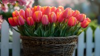 Fresh coral and pink tulips arranged in rustic wicker basket against white picket fence, soft natural lighting creates romantic spring garden atmosphere.