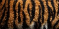 Close up macro shot of tiger fur texture showing natural orange and black striped pattern with detailed hair strands in high resolution panoramic format.