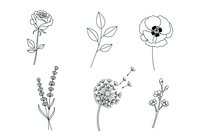 Line art botanical illustrations featuring rose, leaves, lavender, dandelion, and wildflowers. Isolated black ink drawings on white background, ready for design, clipart, and print use.