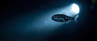 Deep sea anglerfish swimming in dark ocean waters with glowing bioluminescent lure under moonlight for marine biology education and underwater wildlife content.