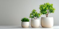 Three small potted plants with vibrant green foliage in minimalist white ceramic containers arranged by size against neutral gray background for home decor.