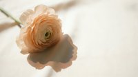 Soft peach ranunculus flower resting on white fabric with natural shadow, delicate petals in warm sunlight, elegant floral minimalist composition.