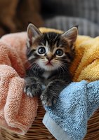 Adorable tabby kitten with bright blue eyes nestled in soft colorful towels inside wicker basket, looking up with curious expression. Pet care and comfort concept.