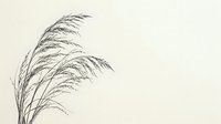 Delicate ornamental grass with feathery plumes swaying gracefully against neutral background, suitable for botanical designs and nature-themed projects.