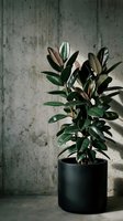 Rubber plant in black pot against concrete wall with natural light creating shadows for modern interior design and home decor styling.