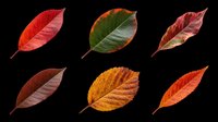 Six colorful autumn leaves in red, green, orange, and brown tones, isolated on transparent background, ready for T-shirts, stickers, clipart, and print on demand.
