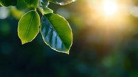 Fresh green leaves backlit by warm sunlight creating natural lens flare effect against dark background, shallow depth of field nature photography.