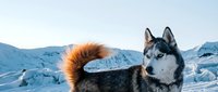 Siberian husky dog with striking blue eyes standing in snowy arctic landscape with ice formations and mountains in background during winter expedition.