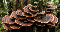 Colorful bracket fungi growing on tree trunk in forest ecosystem displaying natural decomposition process and woodland biodiversity patterns.