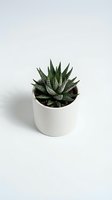 Small zebra plant succulent in white ceramic pot on clean background for home decor and gardening projects.