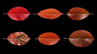 Six autumn red and orange leaves isolated on transparent background, ready for T-shirts, stickers, clipart, sublimation, and print on demand design use.