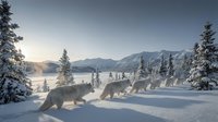 Wolf pack walking through snowy mountain landscape at sunrise with frost-covered evergreen trees and dramatic alpine peaks in background during winter season.