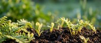 Young green seedlings sprouting from rich dark soil in garden bed with natural bokeh background for organic farming and agriculture concepts.