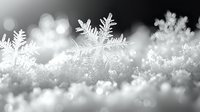 Delicate snowflakes with intricate crystalline patterns on blurred winter background with soft bokeh lights creating magical seasonal atmosphere in black and white macro photography.