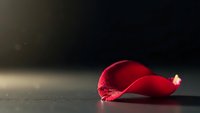 Single red rose petal fallen on dark surface with dramatic lighting and bokeh background for romantic design projects.