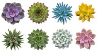 Collection of eight colorful succulent plants isolated on white background showcasing diverse rosette shapes and vibrant hues for botanical design projects.