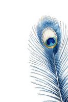 Isolated peacock feather with vibrant blue eye marking and delicate barbs on white background, ready for design projects, textiles, and decorative applications.