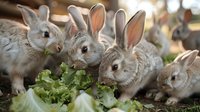 Group of young gray rabbits eating fresh green lettuce leaves on farm. Domestic bunnies feeding together in natural environment.
