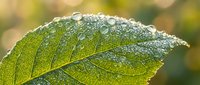 Fresh green leaf with morning dew drops and detailed vein structure against soft blurred natural background for organic wellness and nature concepts.