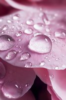 Crystalline water drops on delicate pink rose petals create magical macro photography effect with morning dew and soft natural lighting.