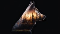 Double exposure silhouette of wolf head with forest landscape and sunset sky inside, artistic nature composition on black background.