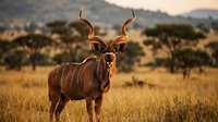 Majestic kudu antelope with spiral horns standing in golden African savanna grassland during sunset with acacia trees and mountains in background.