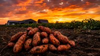 Fresh harvested sweet potatoes piled on fertile farmland soil during golden sunset with dramatic orange sky and rural farm buildings in background.