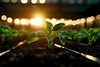 Young green plant seedling growing from rich soil with warm bokeh lights in background symbolizing growth, hope and new beginnings in agriculture.